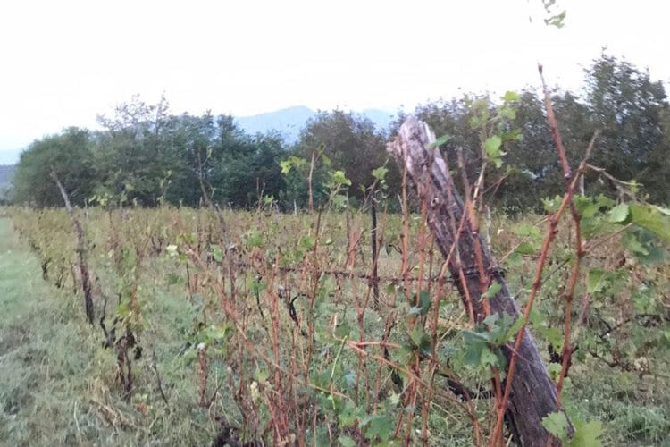 ღვინის ეროვნული სააგენტო – სახელმწიფო მზად არის სეტყვით დაზიანებული ყურძნის მიღება-გადამუშავებისთვის