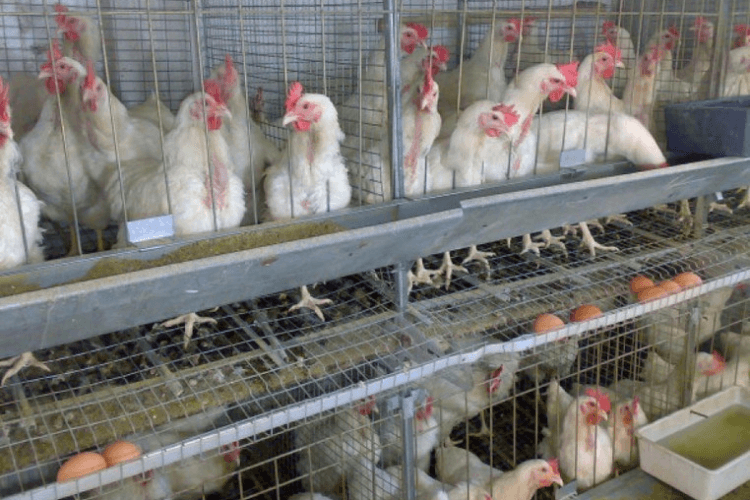 „სადაც გაიხედავ, ყველგან სუბსიდირება მიდის და ეს მეფრინველეობა რატომაა საჯარიმო სანქციებზე, არ ვიცი“