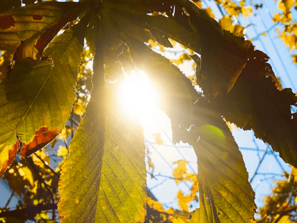 27-28 სექტემბერს საქართველოში თბილი და უნალექო ამინდია მოსალოდნელი
