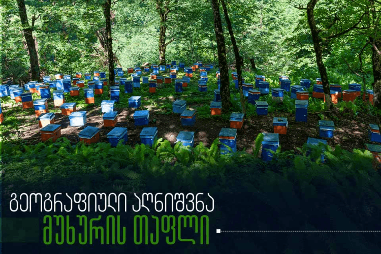 საქართველოს გეოგრაფიული აღნიშვნებისა და ადგილწარმოშობის დასახელებების თაობაზე საინფორმაციო კამპანიის ფარგლებში საქპატენტი „მუხურის თაფლის“ შესახებ სტატიას აქვეყნებს