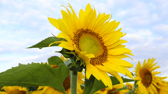 ბულგარეთი უკრაინული მზესუმზირის იმპორტს აკრძალავს