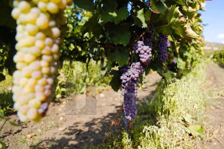 ღვინის ეროვნული სააგენტო – 2025 წელს ბოლო 30 წლის განმავლობაში ყველაზე მაღალი, რეკორდული რაოდენობის ყურძნის მოსავალი დაფიქსირდა