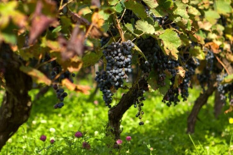 რაჭაში რთველი დაიწყო