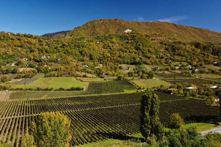 3 ოქტომბრის მდგომარეობით, საქართველოში 278 ათას ტონამდე ყურძენია გადამუშავებული