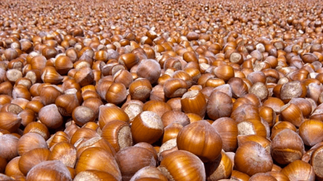 საქართველოდან წელს 53.2 მლნ აშშ დოლარის ღირებულების თხილის ექსპორტი განხორციელდა