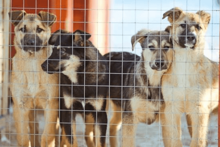 ცხოველთა დაცვის რეგულაციები სახელმწიფომ გაამკაცრა – აშენდება თუ არა ახალი თავშესაფრები ?