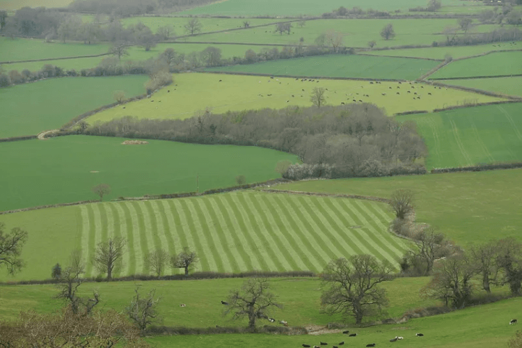 მიწის სისტემური რეგისტრაციის რეფორმა 2025 წლის ბოლომდე გაგრძელდება