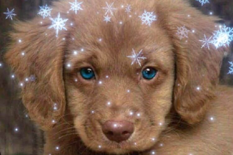 განცხადება ,,GEO NEWS”-ის სახელით – ვაჩუქოთ მათ ახალი წელი არა მარტო საკვებით, არამედ იმ განცდით, რომ ისინი მარტო არ არიან !