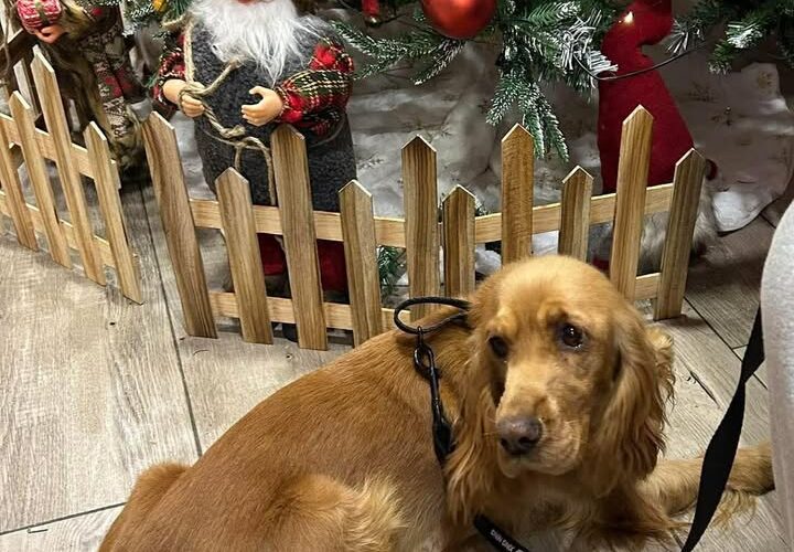 მთავარი გმირი : პატარა ლუსი – „GEO NEWS“-მა მიუსაფარ ბინადრებს სადღესასწაულო გარემო შეუქმნა !