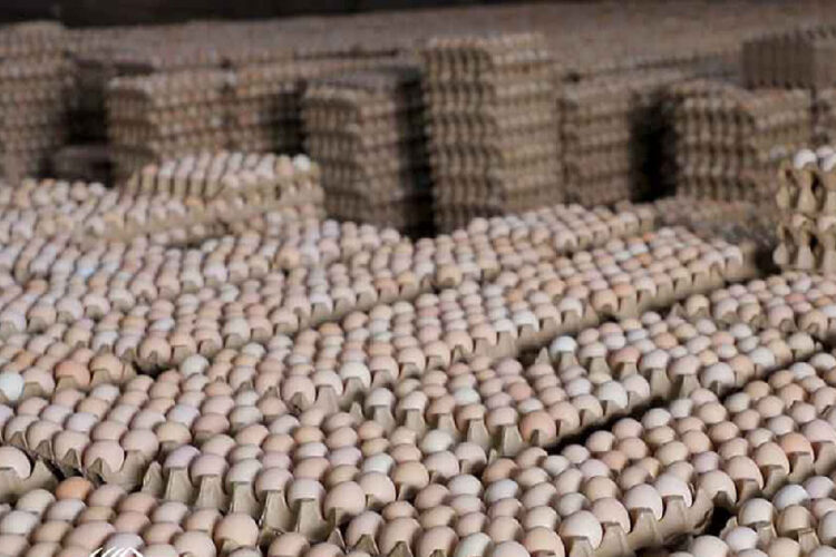 მეფრინველეობის განვითარების ასოციაციის წევრმა კომპანიებმა კვერცხზე ფასის შემცირების გადაწყვეტილება მიიღეს