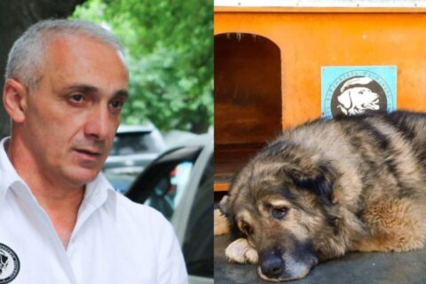 ექსკლუზივი : თამაზ ელიზბარაშვილი ჩვენი ოთხფეხა მეგობრების სიცოცხლის სადარაჯოზე