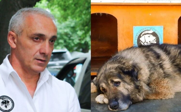 ექსკლუზივი : თამაზ ელიზბარაშვილი ჩვენი ოთხფეხა მეგობრების სიცოცხლის სადარაჯოზე